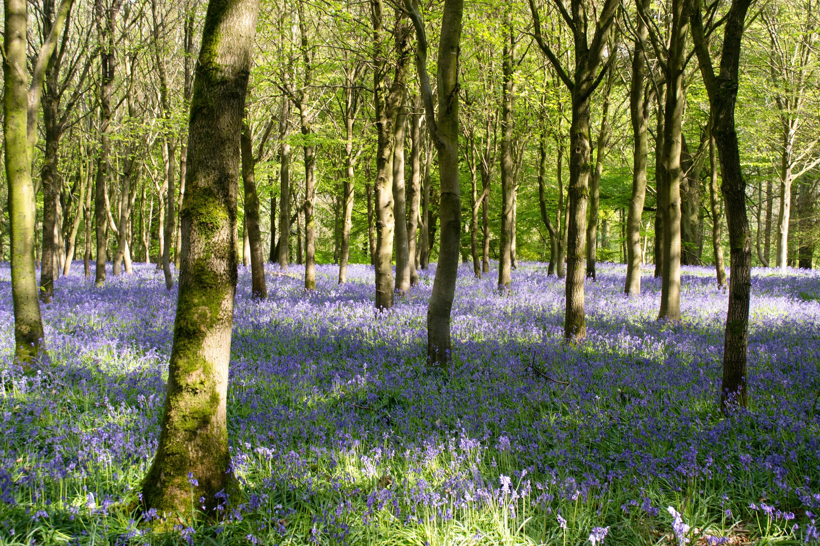 A forest floor covered in bluebell flowers with trees in the background.