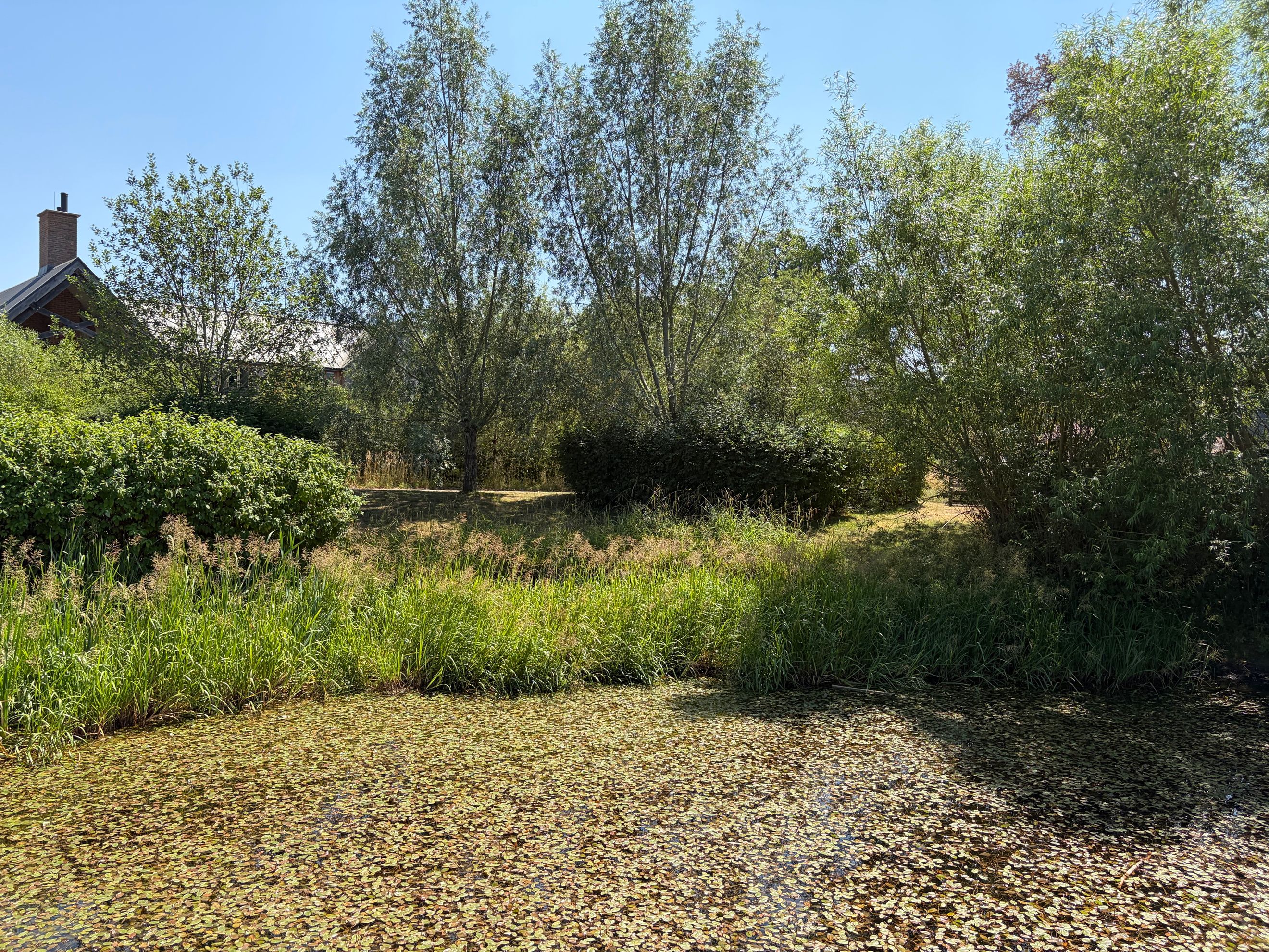 A pond covered in lily pads with reeds and trees in the background.