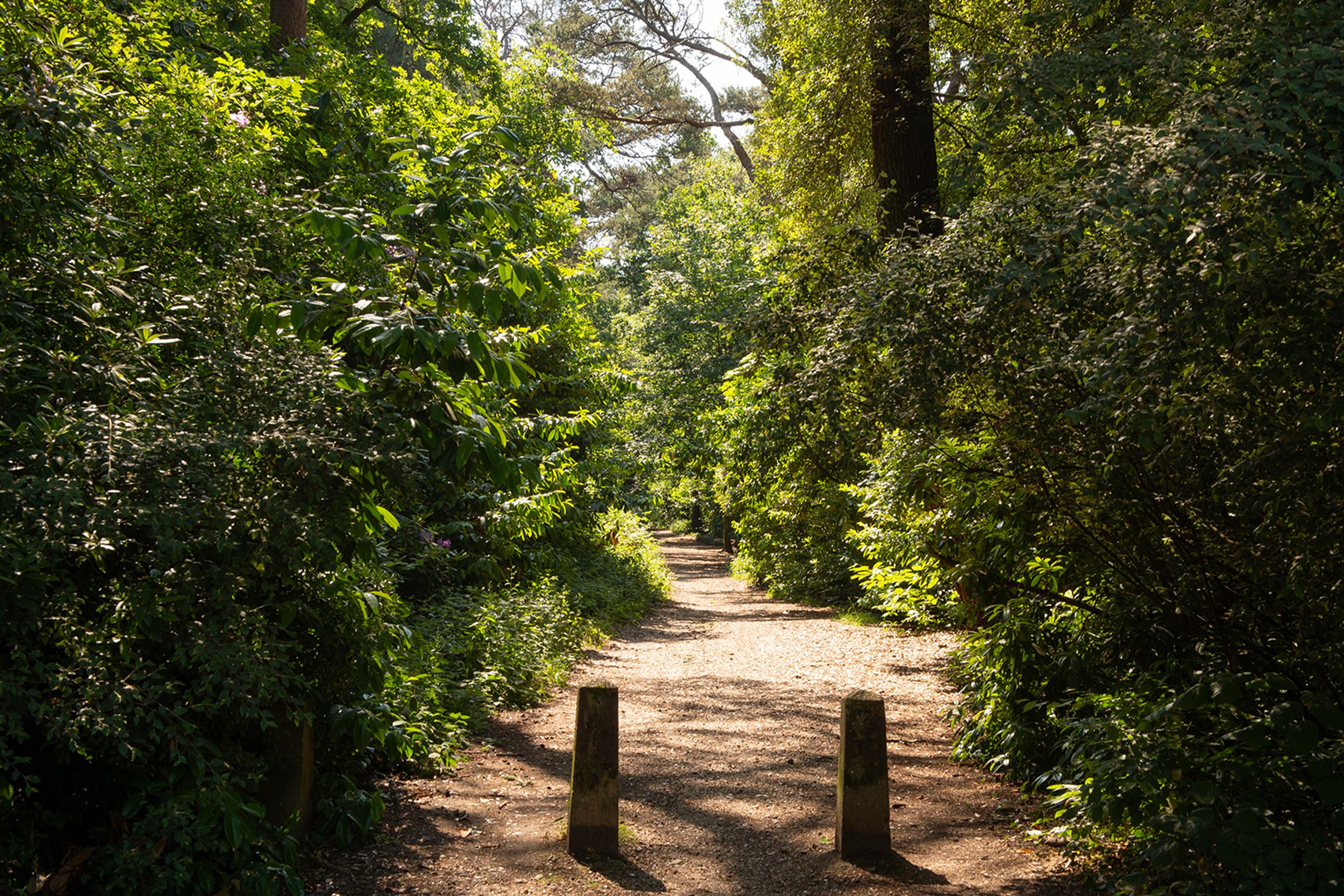 A gravel pathway lined with trees and bushes.
