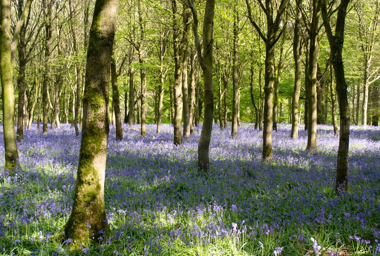 A forest floor covered in bluebell flowers with trees in the background.