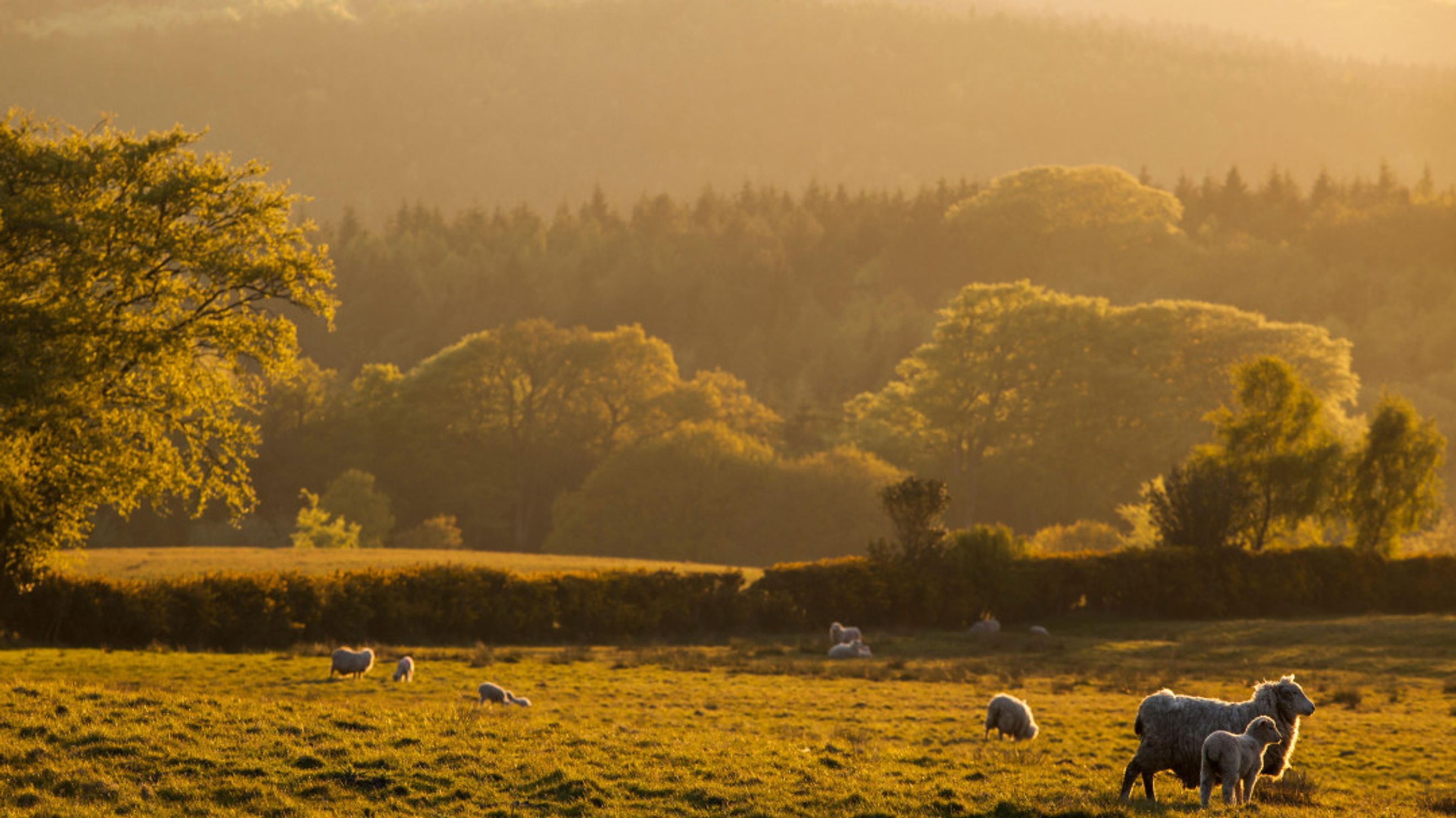A pastoral landscape with sheep grazing in a field during sunset.