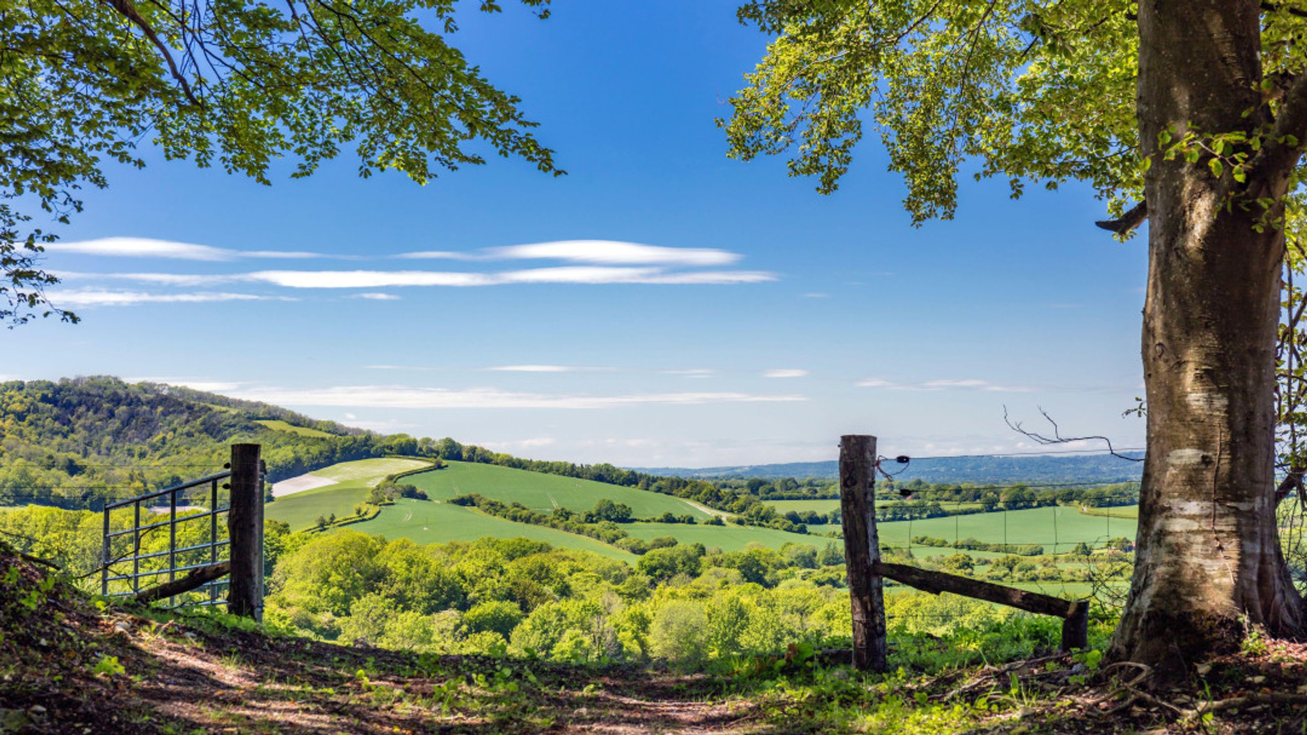 A view of rolling green hills and trees under a blue sky with white clouds, with a fence and gate in the foreground.