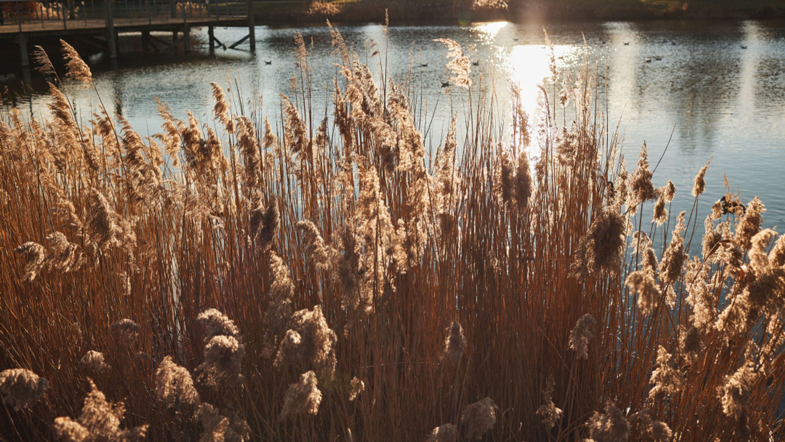 A body of water with reeds in the foreground and a wooden structure in the background.