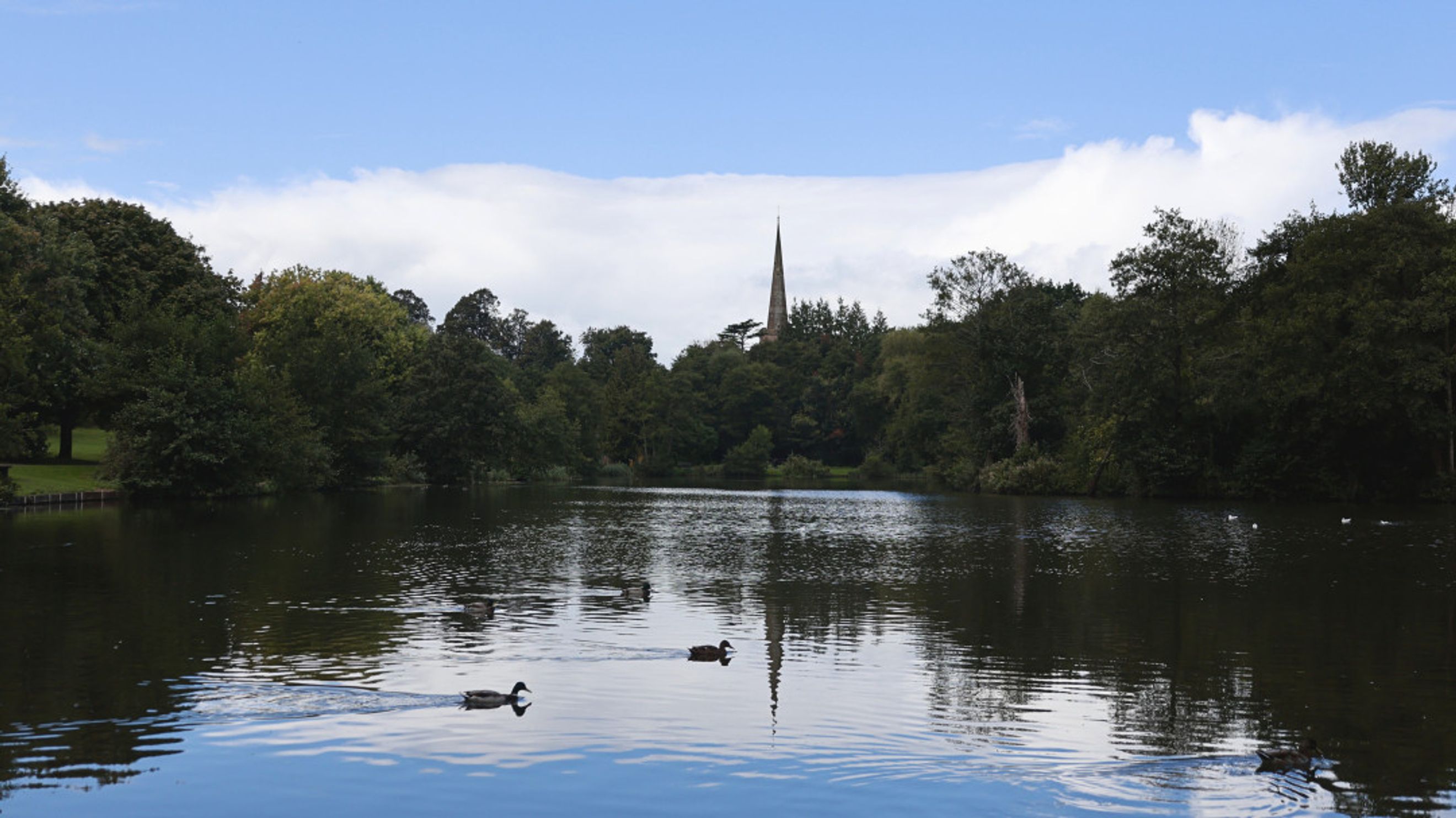 A lake with ducks swimming and trees surrounding it, with a church spire in the background.