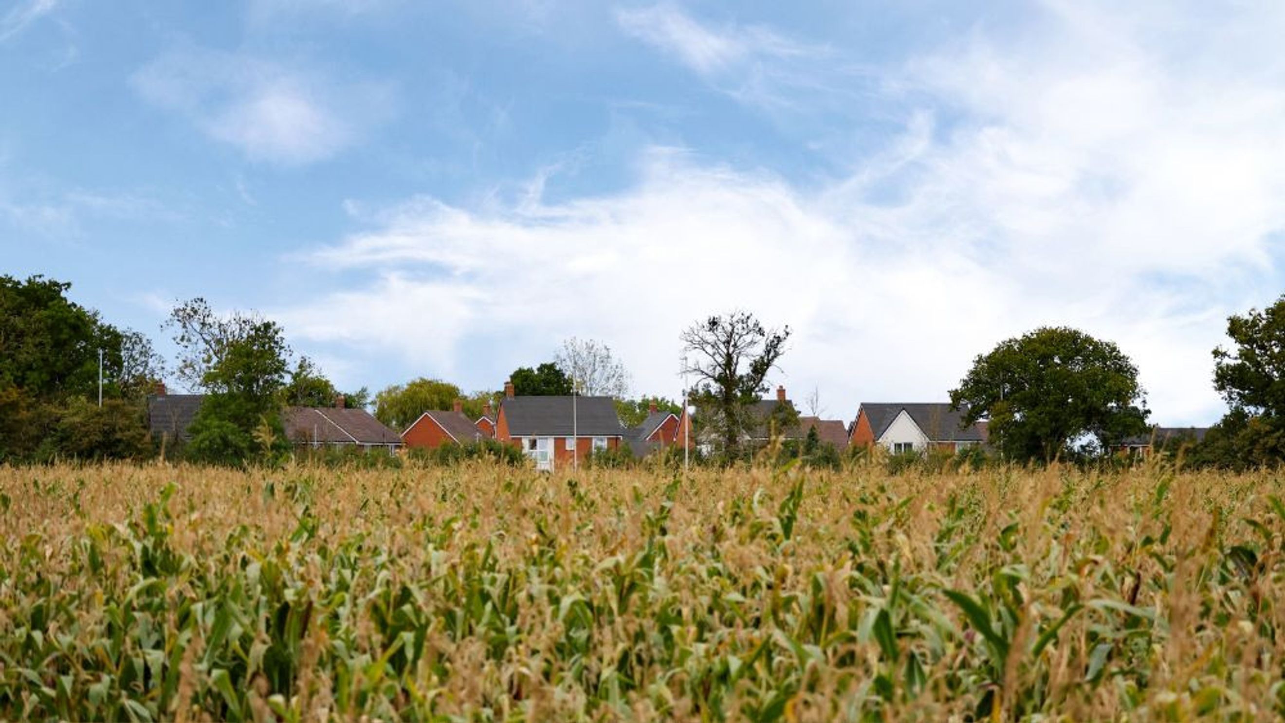 A row of houses behind a field of corn under a cloudy blue sky.