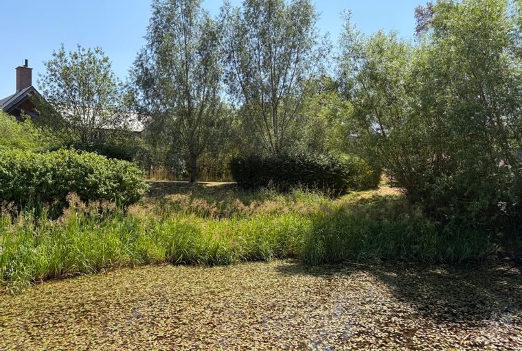 A pond covered in lily pads with reeds and trees in the background.