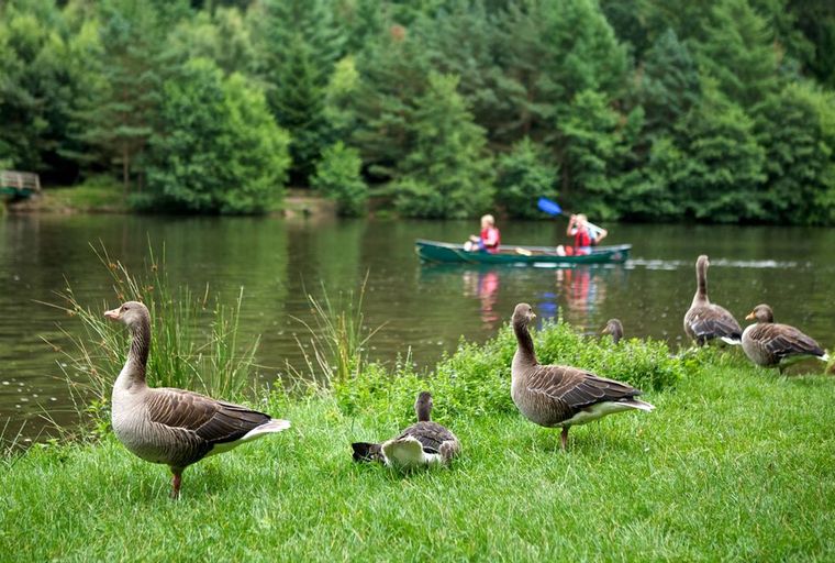 A group of geese on a grassy shore with a canoe in the background on a lake.