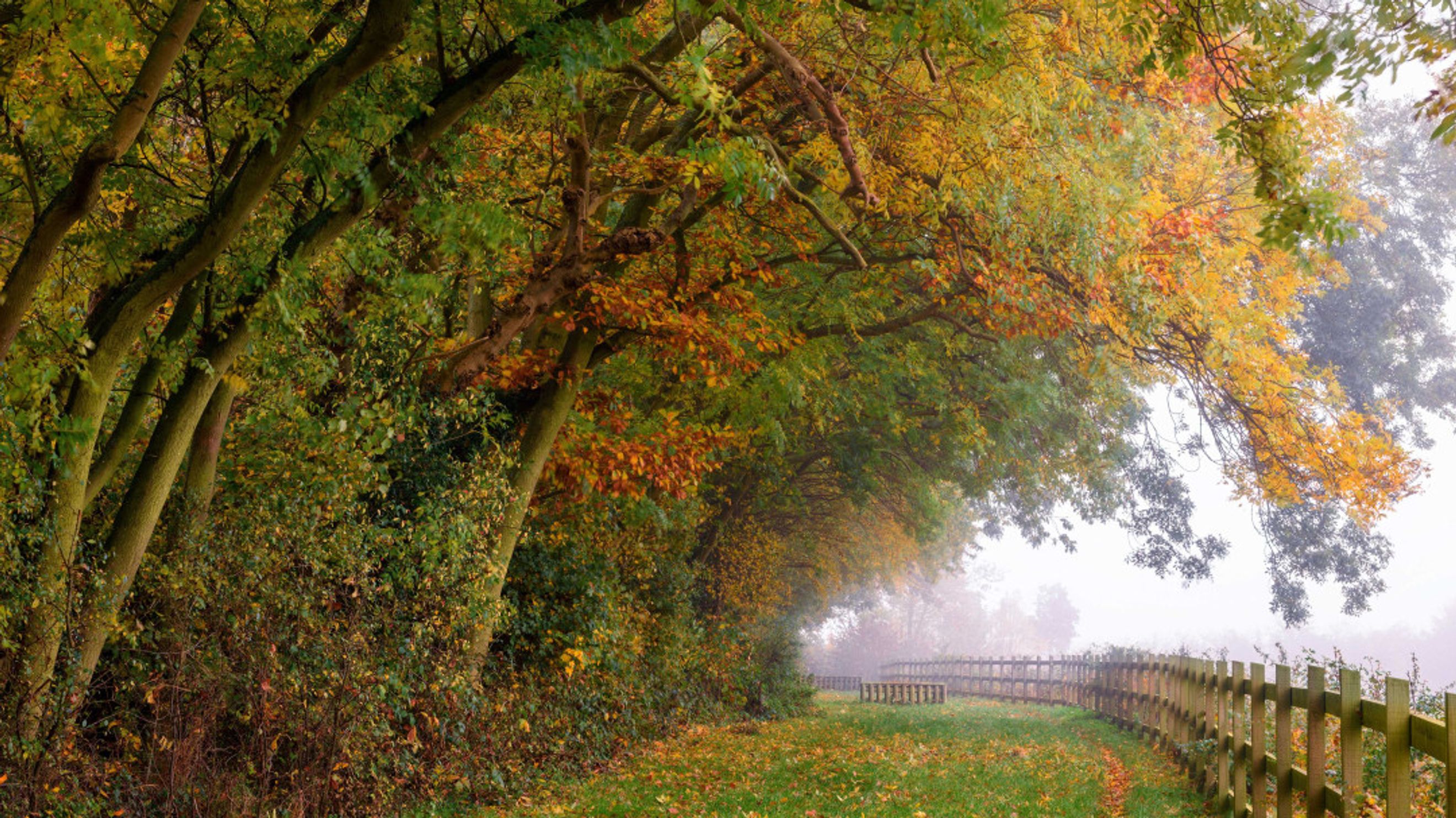 A tree-lined path with autumn foliage and a wooden fence.