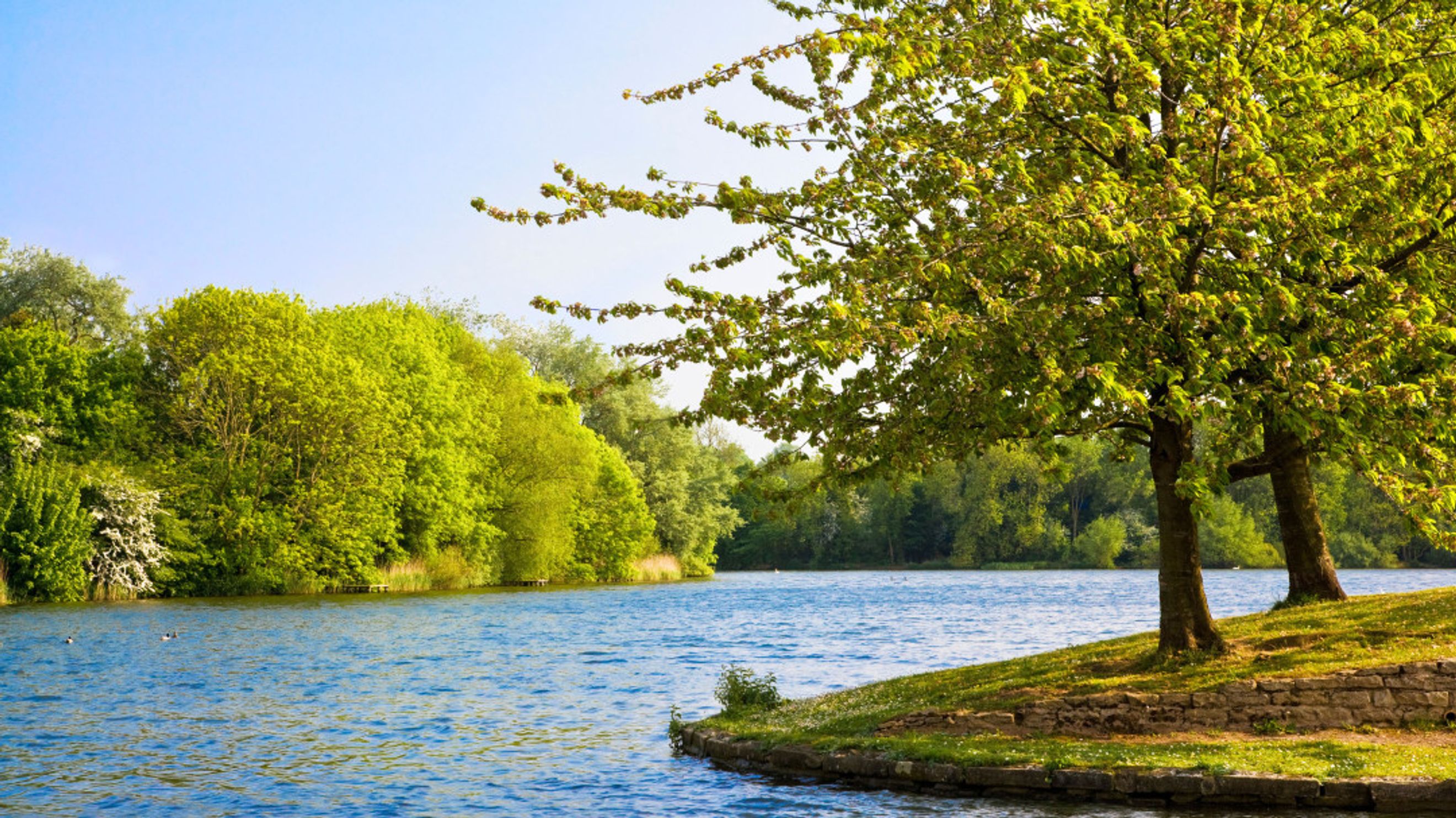 A tranquil lake surrounded by lush green trees under a clear blue sky.