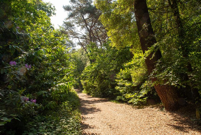 A dirt path winds through a sun-dappled forest with lush green trees and foliage.