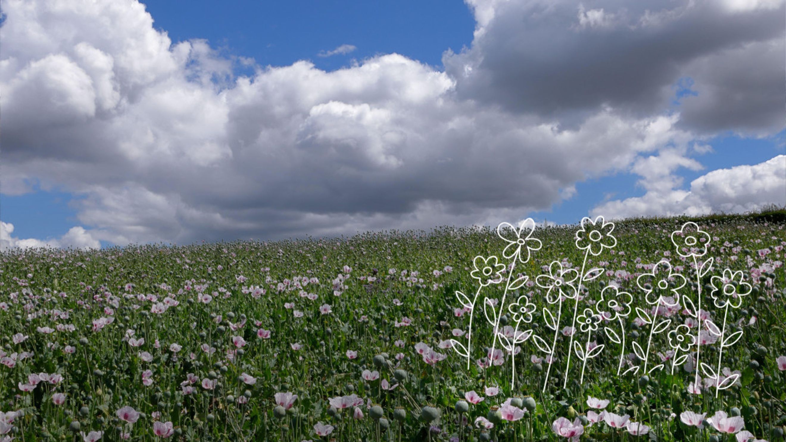 A field of pink and white poppies under a cloudy blue sky with white line drawings of flowers in the foreground.