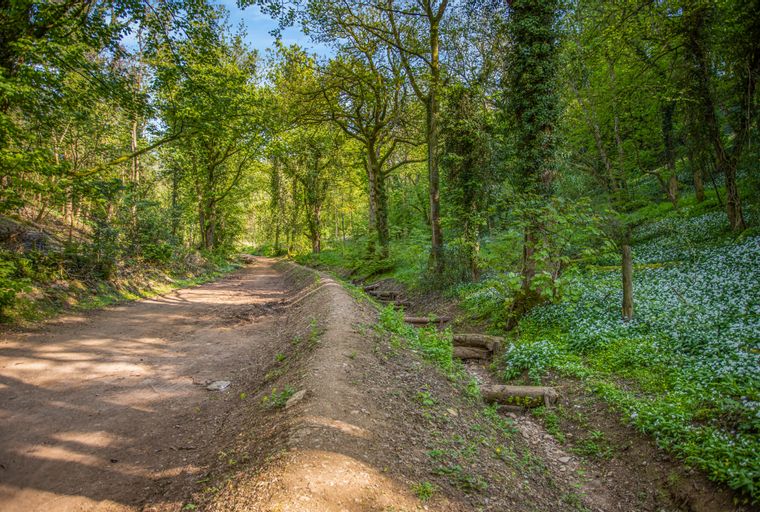 A dirt path winds through a sun-dappled forest with lush green trees and a carpet of white wildflowers on the right.