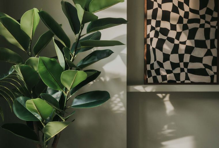 A rubber plant in a metallic pot sits next to a wall with abstract art and sculptures on shelves.