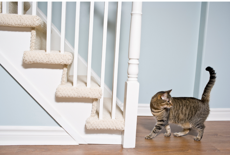 A tabby cat walks on a wooden floor next to a carpeted staircase.