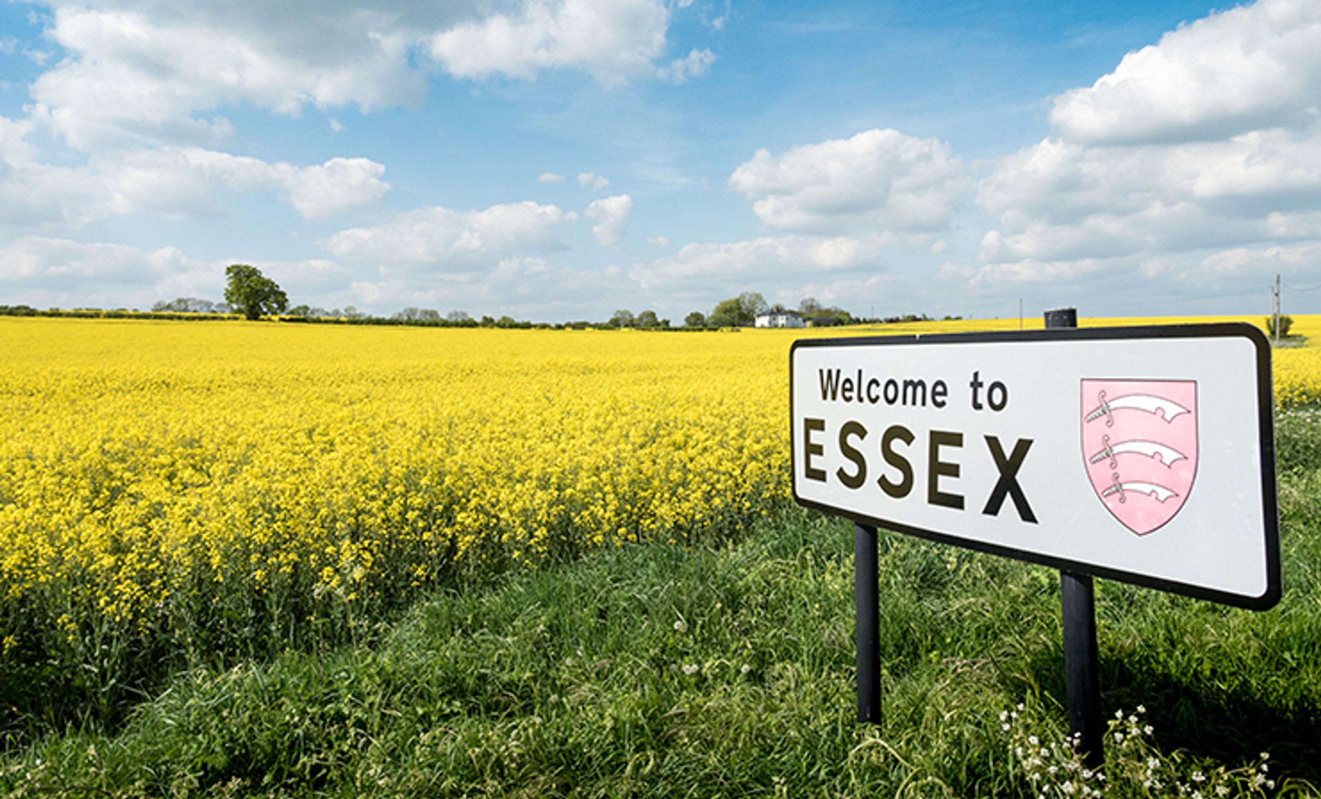 A welcome sign for Essex stands in front of a field of yellow flowers under a cloudy sky.