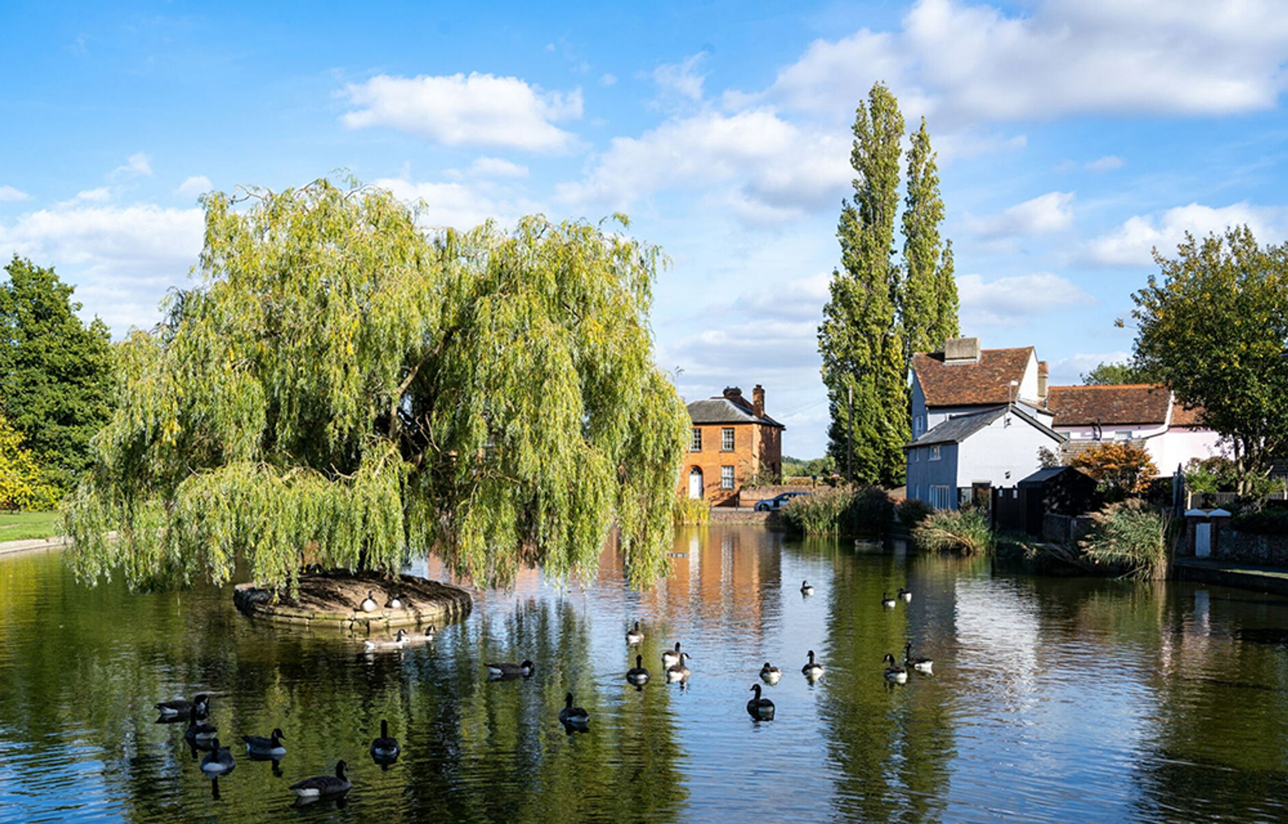 A pond with ducks and a weeping willow tree in front of houses.